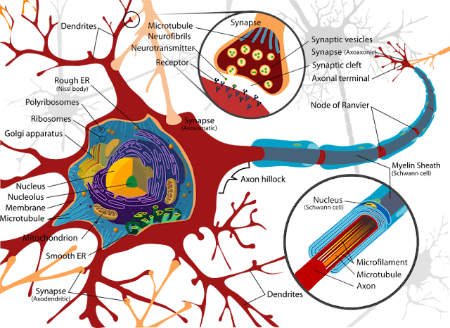 A biological neuron showing dendrites